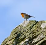 Rockin Robin Stock Photo