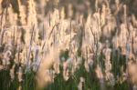 Reeds Grass Background Stock Photo