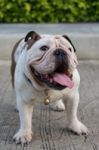 Bull Dot Stand On The Street And Show Tounge Stock Photo