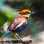 Male Malayan Banded Pitta Stock Photo