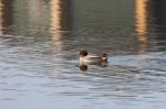 Common Teal (anas Crecca) Stock Photo