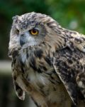 Eurasian Eagle-owl (bubo Bubo) Stock Photo