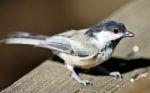 Beautiful Isolated Picture Of A Cute Black-capped Chickadee Bird Stock Photo