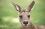 Kangaroo Outside Stock Photo