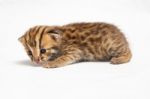 Bengal Kitten On White Background Stock Photo