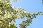 The Blooming Of Apple Trees Stock Photo