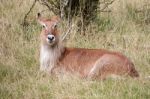 Defassa Waterbuck (kobus Ellipsiprymnus) Stock Photo