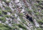 Brown Bear In Asturian Lands Stock Photo