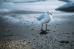 Seagull On The Beach Stock Photo