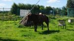 Russia Moscow Country Side Horses Stock Photo