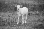 Country Cows Stock Photo