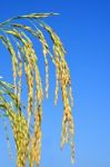 Paddy Rice Stock Photo