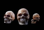 Skull With A Black Background Stock Photo