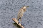 Image Of A Great Blue Heron Watching Somewhere Stock Photo