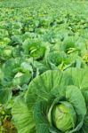 Green Cabbages Stock Photo