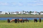 Icelandic Horse Stock Photo