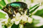 Green Chafer Stock Photo