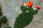 Opuntia Quintensis Stock Photo