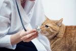 Cat And Vet Stock Photo