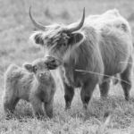 Country Cows Stock Photo