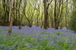 Sussex Bluebells Stock Photo