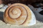 Giant Brown Snail Shell Stock Photo