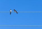 Swallows Stock Photo