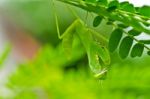 Mantis In Green Nature Stock Photo