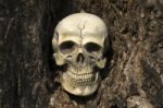 Still-life Of Human Skull On Tree Bark Stock Photo