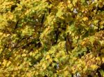 Texture Of The Autumn Foliage Of Trees  Stock Photo