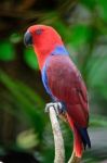 Eclectus Parrot Stock Photo