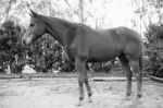 Horse In The Paddock Stock Photo