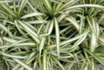 Stripe Pandan Bush Stock Photo