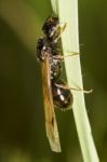 Harvester Ant (messor Barbarus) Stock Photo