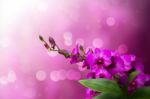 pink Orchid flower Stock Photo