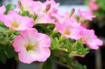 Close Up Lovely Pink Petunia Flowers In Green House Plantation W Stock Photo