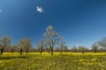 Almond Orchard In A Field Of Yellow Flowers Stock Photo