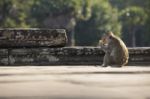 Long-tailed Macaque Monkey Sitting On Ancient Ruins Of Angkor Wa Stock Photo