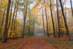 Fall Colors Stock Photo