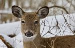 Beautiful Isolated Image With A Wild Deer In The Snowy Forest Stock Photo