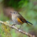 Female Himalayan Bluetail Stock Photo