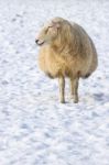 One Sheep Standing In Meadow Covered With Snow Stock Photo