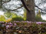 Wild Cyclamen (persicum) In Full Bloom Stock Photo