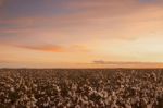 Cotton Field In Oakey, Queensland Stock Photo