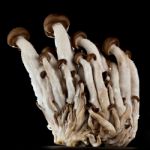 Mushrooms On A Black Background Stock Photo