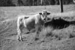 Country Cows Stock Photo