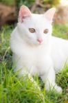 Cute Cat In The Green Grass Stock Photo