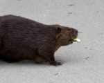 Isolated Close Photo Of A Canadian Beaver Stock Photo