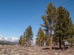 Pine Tree , Snow Capped Mountain Landscape Stock Photo