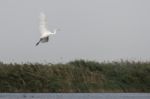 Great White Egret (egretta Alba) In The Danube Delta, Romania Stock Photo